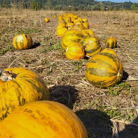 Apartamento Winery And Marof