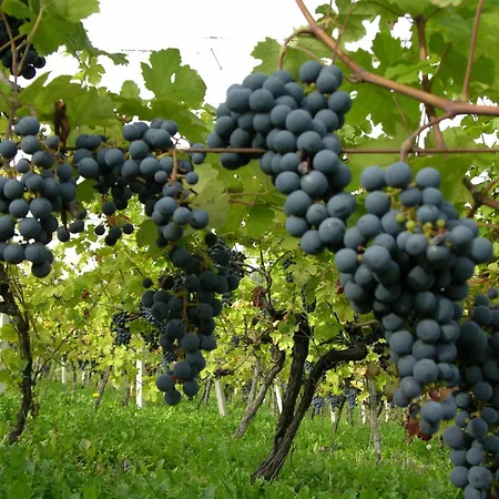 Winery And Marof * Bistrica ob Sotli