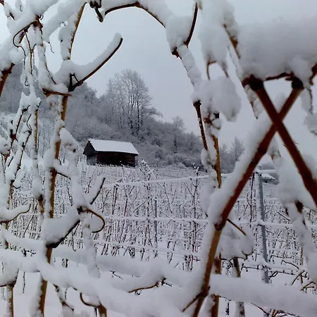 Winery And Marof