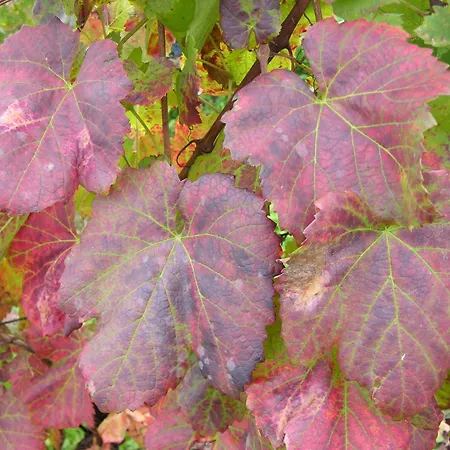 Winery And Marof * Bistrica ob Sotli