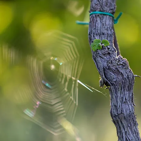 Winery And Marof Appartement