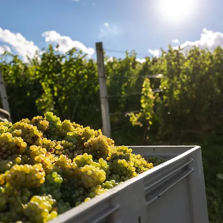 Winery And Marof *