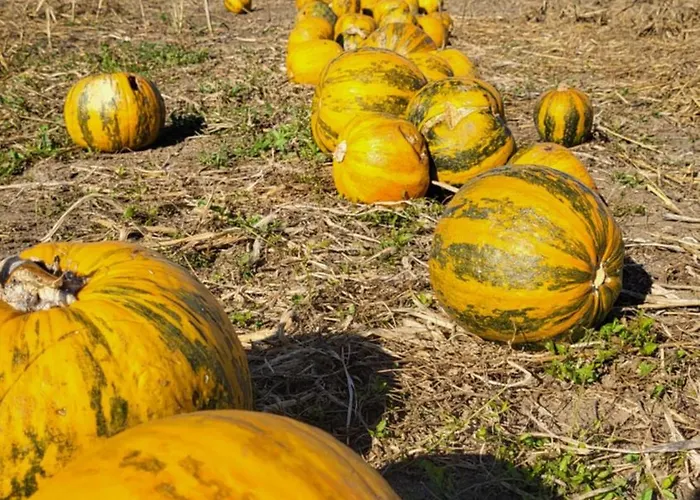 شقة Winery And Marof