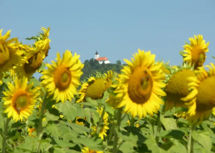 Winery And Marof شقة *