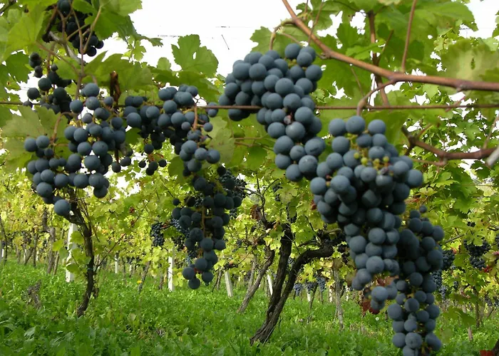 Winery And Marof * Bistrica ob Sotli