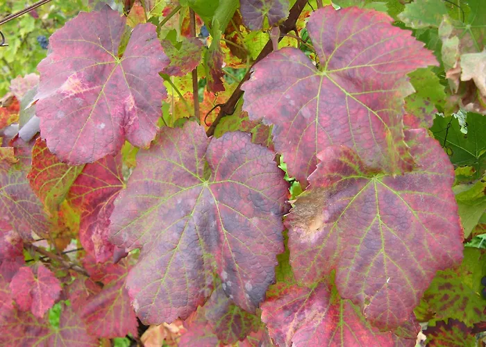 Winery And Marof * Bistrica ob Sotli