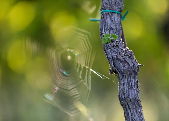 Winery And Marof شقة